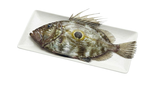 Tilapia fingerlings